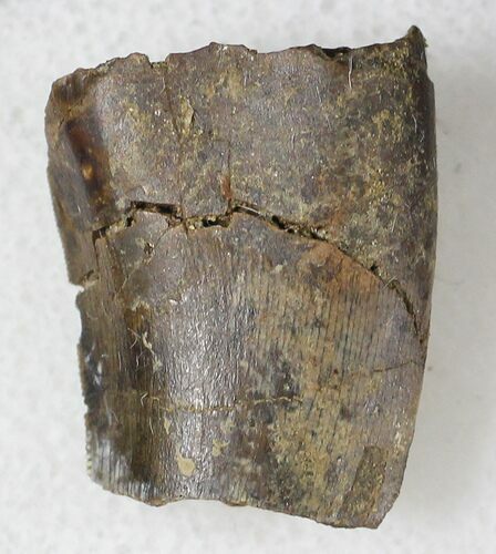 Partial Tyrannosaur Tooth - Montana #21397